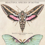 Beautiful Species of Moths - Vintage Style Illustration - 10x20 inches