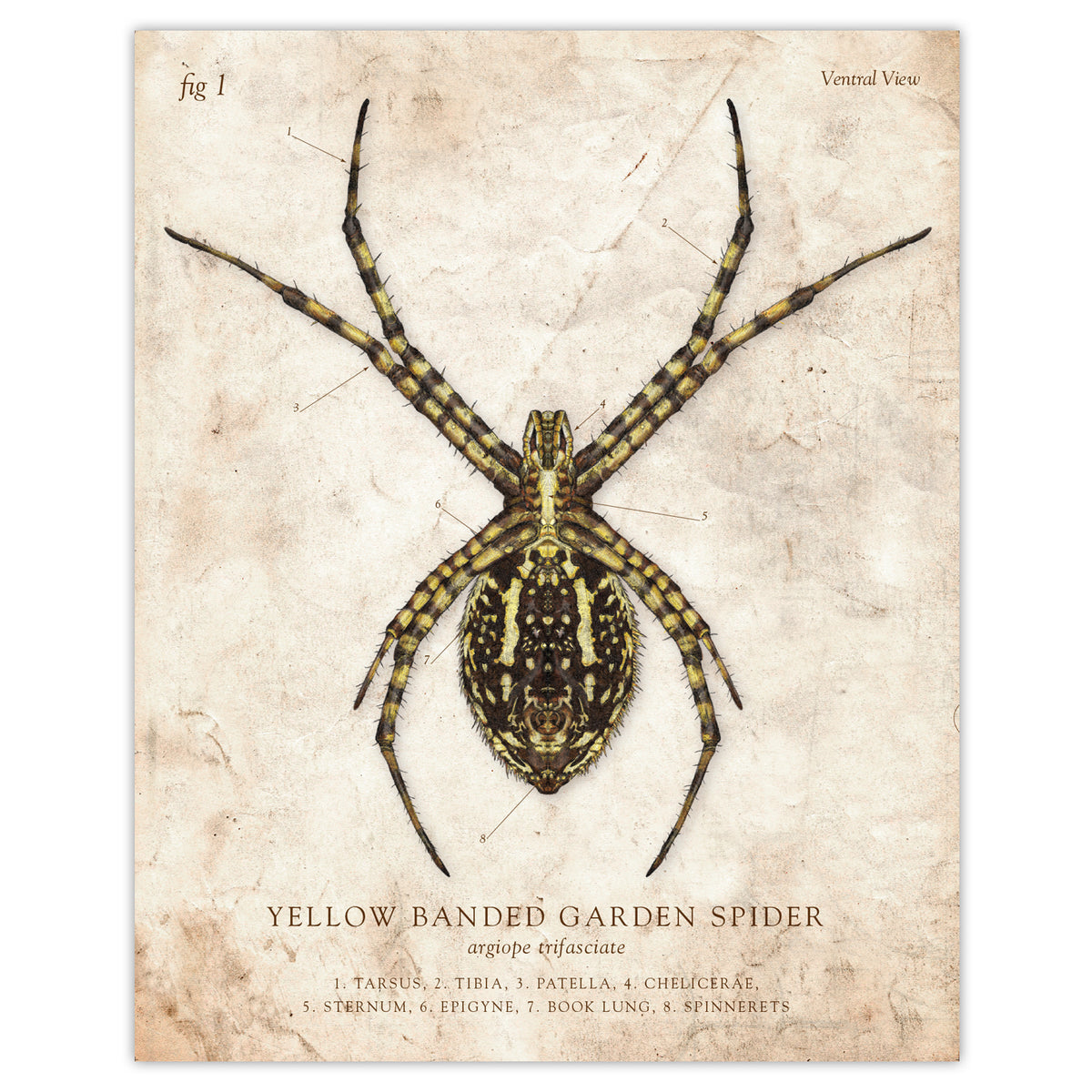 Banded_Garden_Spider_-