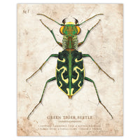Green Tiger Beetle - Scientific Illustration Print - 8x10 or 16x20 inches