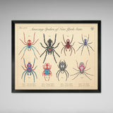 Amazing Spiders of New York - Vintage Style Biology Print - 8x10 or 16x20 inches