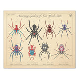 Amazing Spiders of New York - Vintage Style Biology Print - 8x10 or 16x20 inches