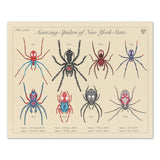 Amazing Spiders of New York - Vintage Style Biology Print - 8x10 or 16x20 inches
