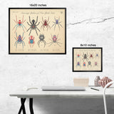 Amazing Spiders of New York - Vintage Style Biology Print - 8x10 or 16x20 inches