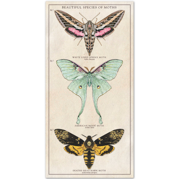 Beautiful Species of Moths - Vintage Style Illustration - 10x20 inches