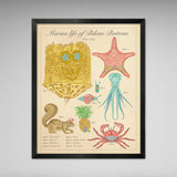 Marine Life of Bikini Bottom - Vintage Style Scientific Illustration - 8x10 or 16x20 inches