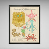 Marine Life of Bikini Bottom - Vintage Style Scientific Illustration - 8x10 or 16x20 inches