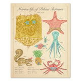 Marine Life of Bikini Bottom - Vintage Style Scientific Illustration - 8x10 or 16x20 inches