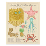 Marine Life of Bikini Bottom - Vintage Style Scientific Illustration - 8x10 or 16x20 inches
