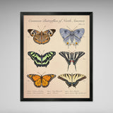 Common Butterflies of North America - Vintage Style Scientific Illustration - 8x10 or 16x20 inches (Copy)