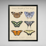 Common Butterflies of North America - Vintage Style Scientific Illustration - 8x10 or 16x20 inches (Copy)