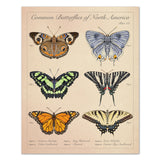 Common Butterflies of North America - Vintage Style Scientific Illustration - 8x10 or 16x20 inches (Copy)