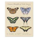 Common Butterflies of North America - Vintage Style Scientific Illustration - 8x10 or 16x20 inches (Copy)