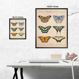 Common Butterflies of North America - Vintage Style Scientific Illustration - 8x10 or 16x20 inches (Copy)
