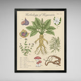 Herbology of Hogwarts - Vintage Style  Illustration (8x10 or 16x20 inches)