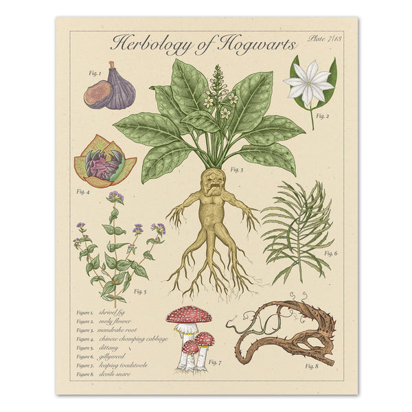 Herbology of Hogwarts - Vintage Style  Illustration (8x10 or 16x20 inches)