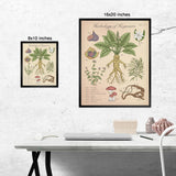 Herbology of Hogwarts - Vintage Style  Illustration (8x10 or 16x20 inches)