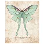 American Moon Moth (Luna Moth) - Scientific Illustration Print - 8x10 or 16x20 inches