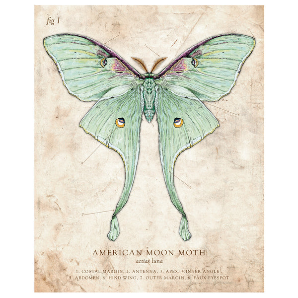 American Moon Moth (Luna Moth) - Scientific Illustration Print - 8x10 or 16x20 inches