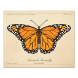 Monarch Butterfly - Vintage Style Scientific Illustration - 8x10 or 16x20 inches