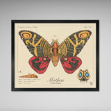 Mothra - Queen of Monsters - Vintage Style Scientific Illustration - 8x10 or 16x20 inches