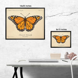 Monarch Butterfly - Vintage Style Scientific Illustration - 8x10 or 16x20 inches