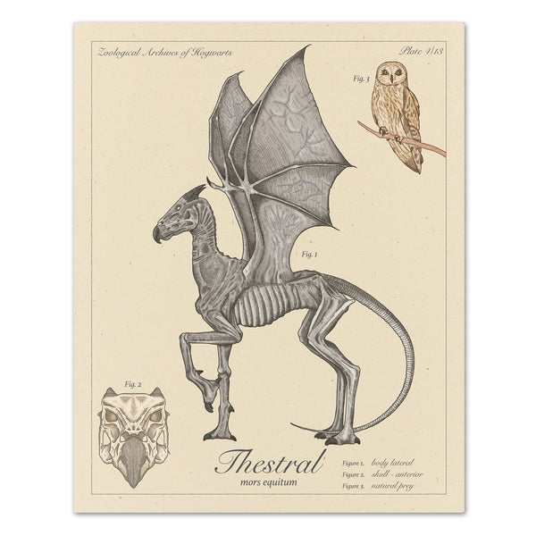 Thestral - Vintage Style  Illustration (8x10 or 16x20 inches)