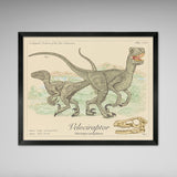 Velociraptor - Dinosaurs of the Cretaceous Period - Scientific Style Print - 8x10 or 16x20 inches (Copy)