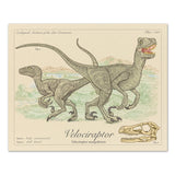 Velociraptor - Dinosaurs of the Cretaceous Period - Scientific Style Print - 8x10 or 16x20 inches (Copy)