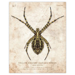Yellow Banded Garden Spider - Scientific Illustration Print - 8x10 or 16x20 inches