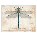 Blue Emperor Dragonfly - Scientific Illustration Print - 8x10 or 16x20 Inches