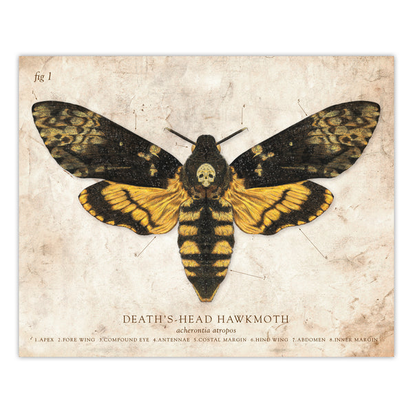 Deaths Head Moth - Scientific Illustration Print - 8x10 or 16x20 inches