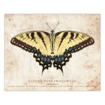 Eastern Tiger Swallowtail Butterfly - Scientific Illustration Print - 8x10 or 16x20 inches