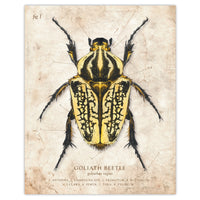 Goliath Beetle - Scientific Illustration Print - 8x10 or 16x20 inches