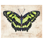 Green Malachite Butterfly - Scientific Illustration Print - 8x10 or 16x20 inches