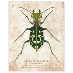 Green Tiger Beetle - Scientific Illustration Print - 8x10 or 16x20 inches
