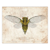 Green Winged Cicadae - Scientific Illustration Print - 8x10 or 16x20 inches