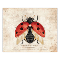 Lady Bug - Scientific Illustration Print - 8x10 or 16x20 inches