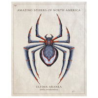 Amazing Spiders of North America (milesmoralesia) - Vintage Style Scientific Print - 8x10 or 16x20 inches