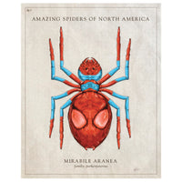 Amazing Spiders of North America (Parkerpeterius) - Vintage Style Scientific Print - 8x10 or 16x20 inches