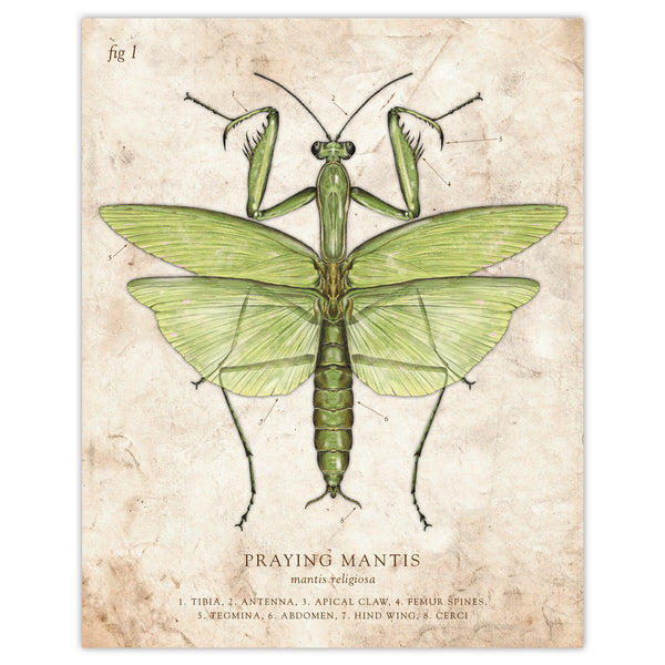 Praying Mantis - Scientific Illustration Print - 8x10 or 16x20 Inches