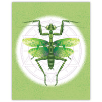 Praying Mantis Graphic Print - 16x20 inches