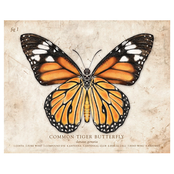 Common Tiger Butterfly - Scientific Illustration Print - 8x10 or 16x20 inches