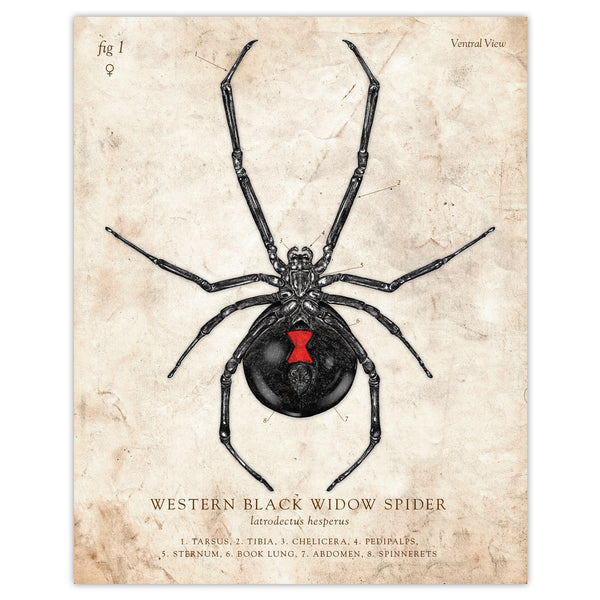 Western Black Widow Spider - Scientific Illustration Print - 8x10 or 16x20 inches