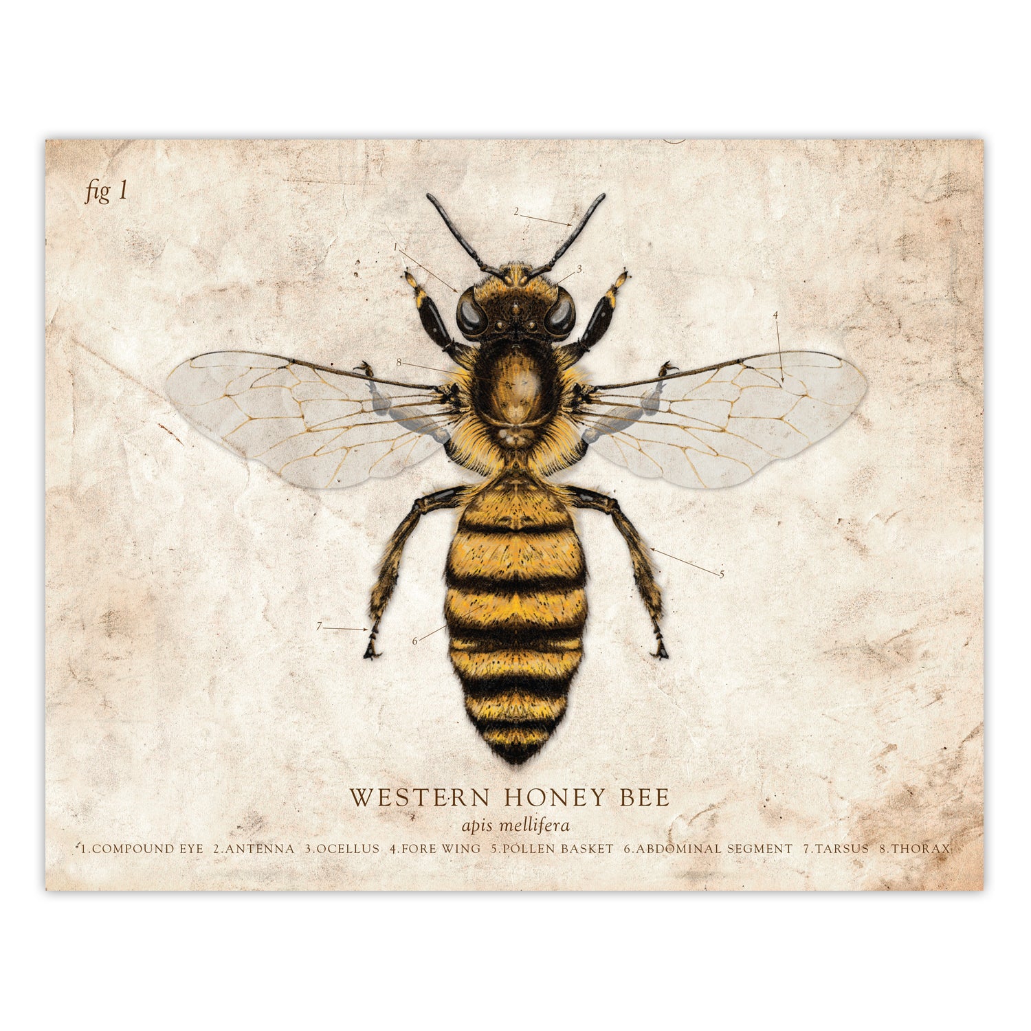 Honey シリーズ英語絵本38冊セット HONEY ENGLISH｜オンセイドウ