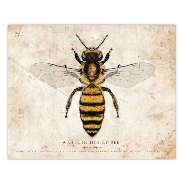 Western Honey Bee - Scientific Illustration Print - 8x10 or 16x20 inches