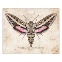 White Lined Sphinx Moth - Scientific Illustration Print - 8x10 or 16x20 inches