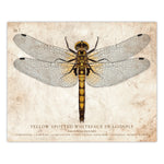 Yellow Spotted Dragonfly - Scientific Illustration Print - 8x10 or 16x20 inches